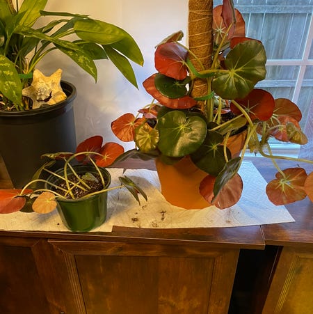 Photo of the plant species Beefsteak Begonia by @DanyellesPlants named Elephant on Greg, the plant care app