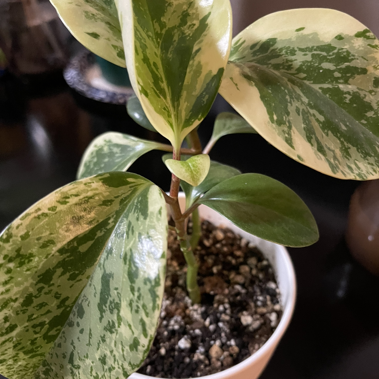 Baby Rubber Plant plant photo by @DanyellesPlants named Pepper on Greg, the plant care app.