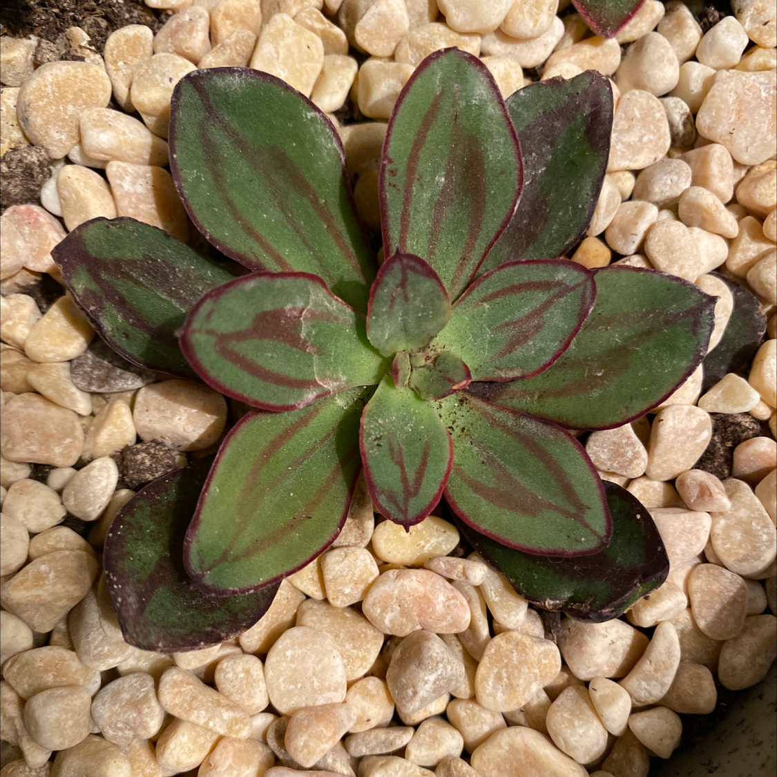 Painted Echeveria plant with green leaves and red edges on a bed of pebbles.