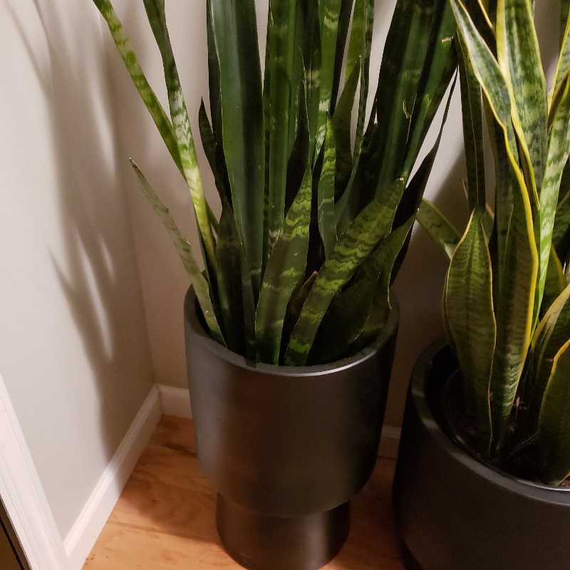 Two potted Black Coral Snake Plants with dark green variegated leaves.