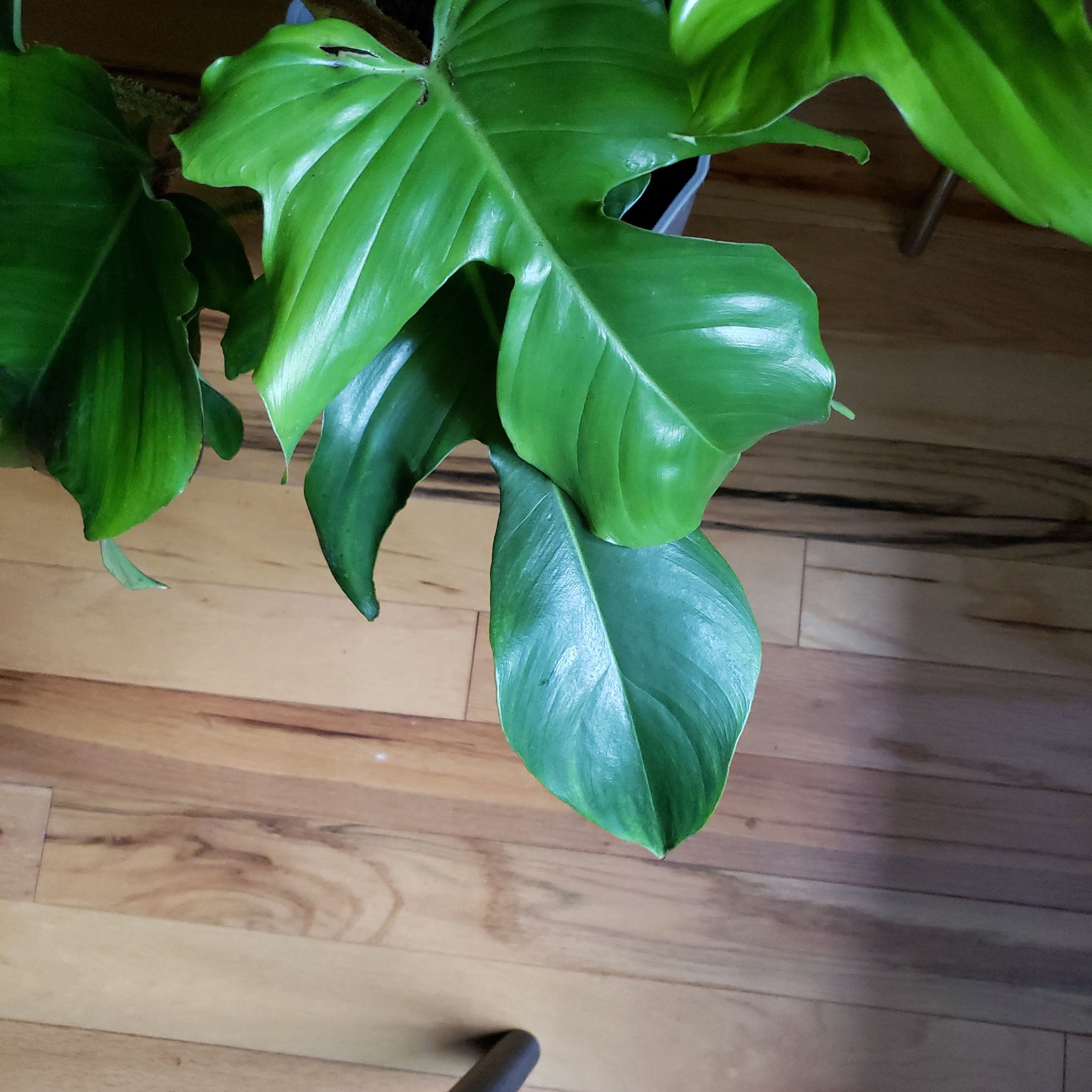 Healthy Hairy Philodendron with large, glossy green leaves.