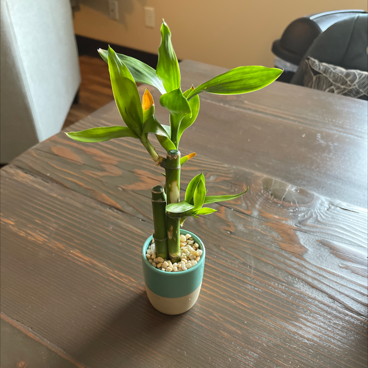 Healthy Lucky Bamboo plant in turquoise pot with white pebbles, green stalks and leaves, no signs of disease.
