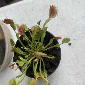 Venus Fly Trap plant photo by Kimg1604user9e75a72b named My Planet plant on Greg, the plant care app.