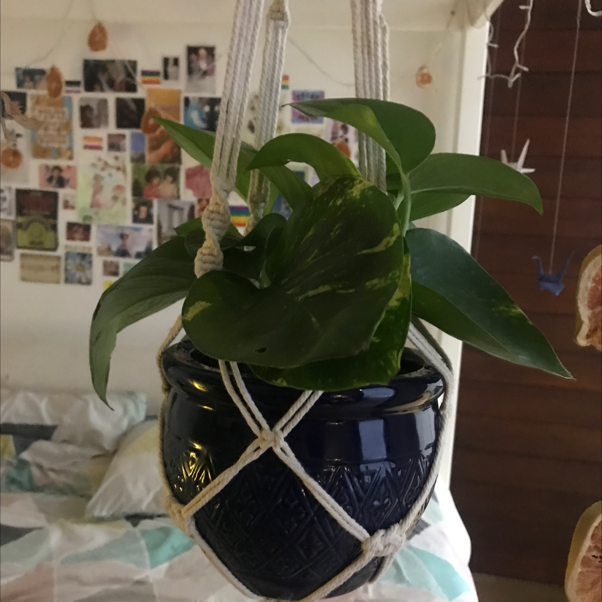 Taro Vine plant photo by M named golden pothos 1 on Greg, the plant care app.