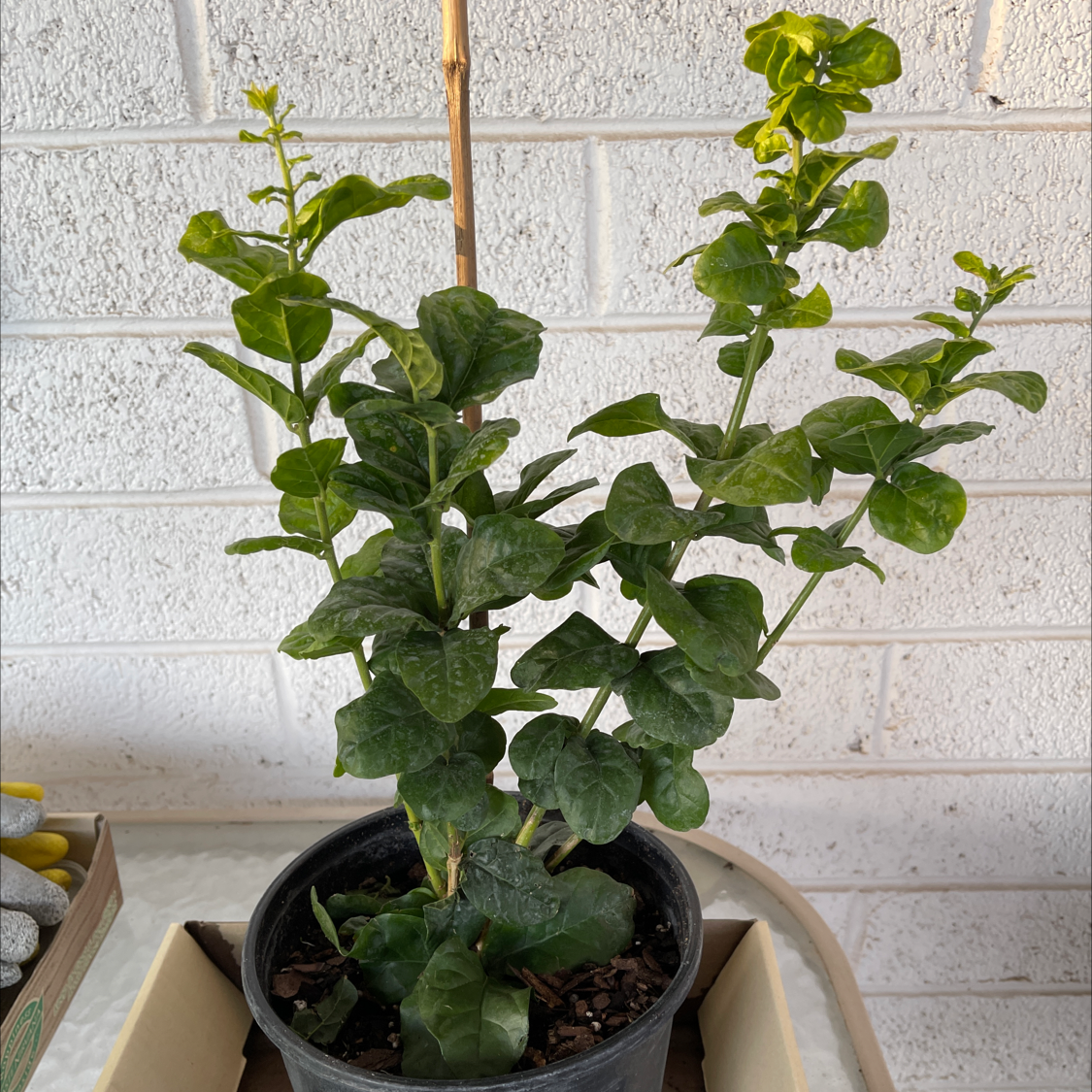 Healthy Arabian Jasmine plant with dark green leaves and white flower buds growing in a black plastic pot against a light colored brick wall.