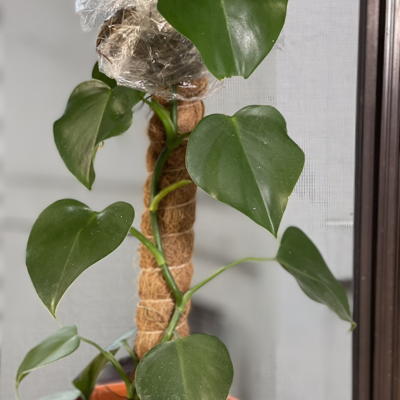 Photo of the plant species Frits by @boki named Frits on Greg, the plant care app