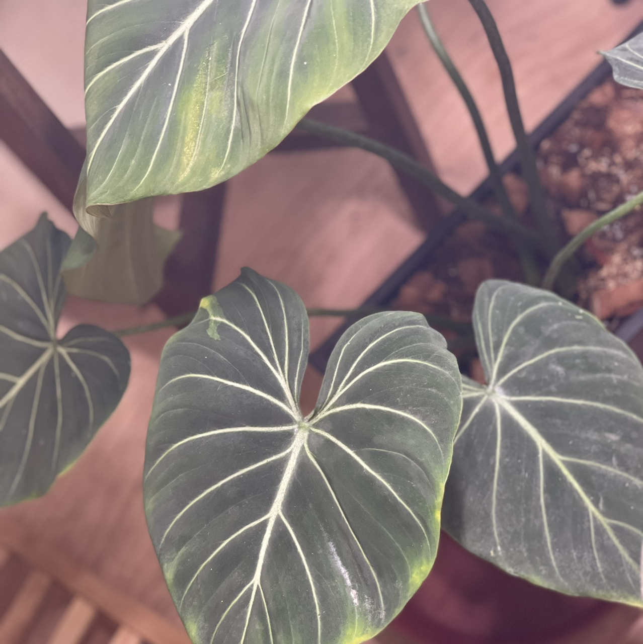 Photo of the plant species Gloriosum Dark Form by @boki named DF Glori on Greg, the plant care app