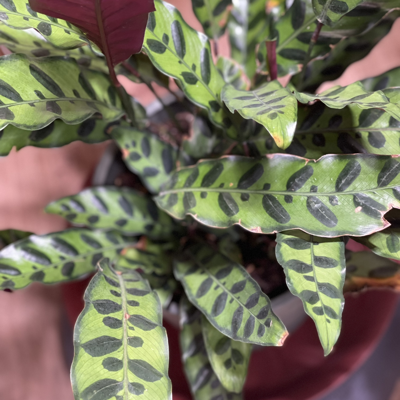 Rattlesnake Plant plant photo by @boki named Snaky on Greg, the plant care app.