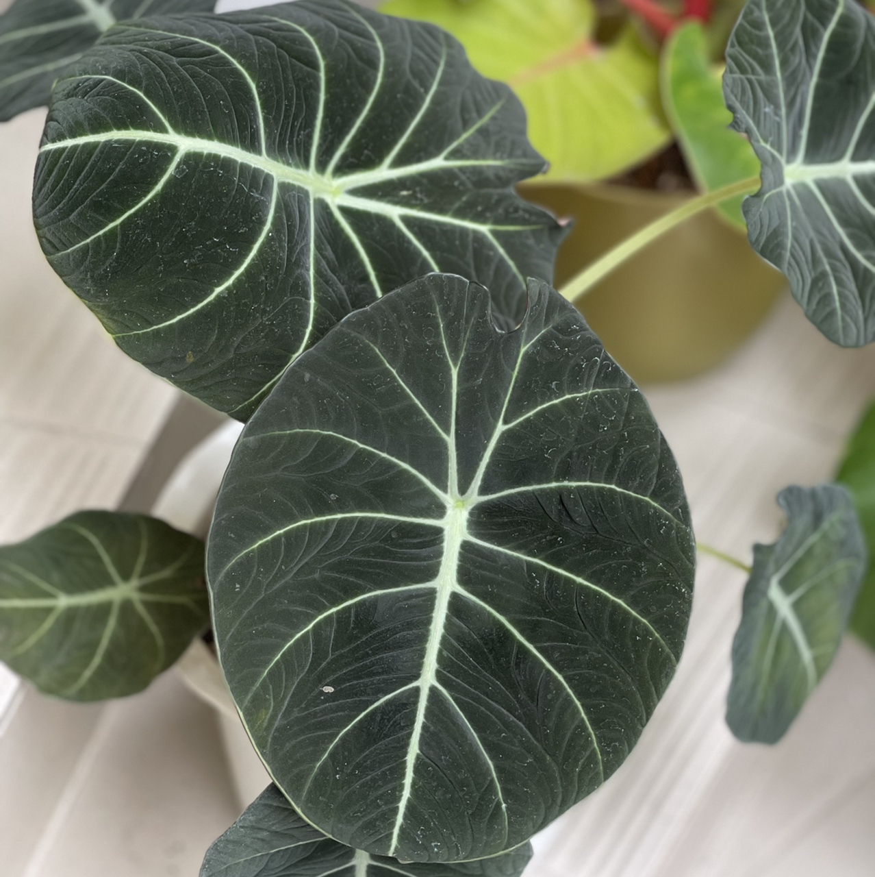 Black Velvet Alocasia plant photo by @boki named Jaja on Greg, the plant care app.