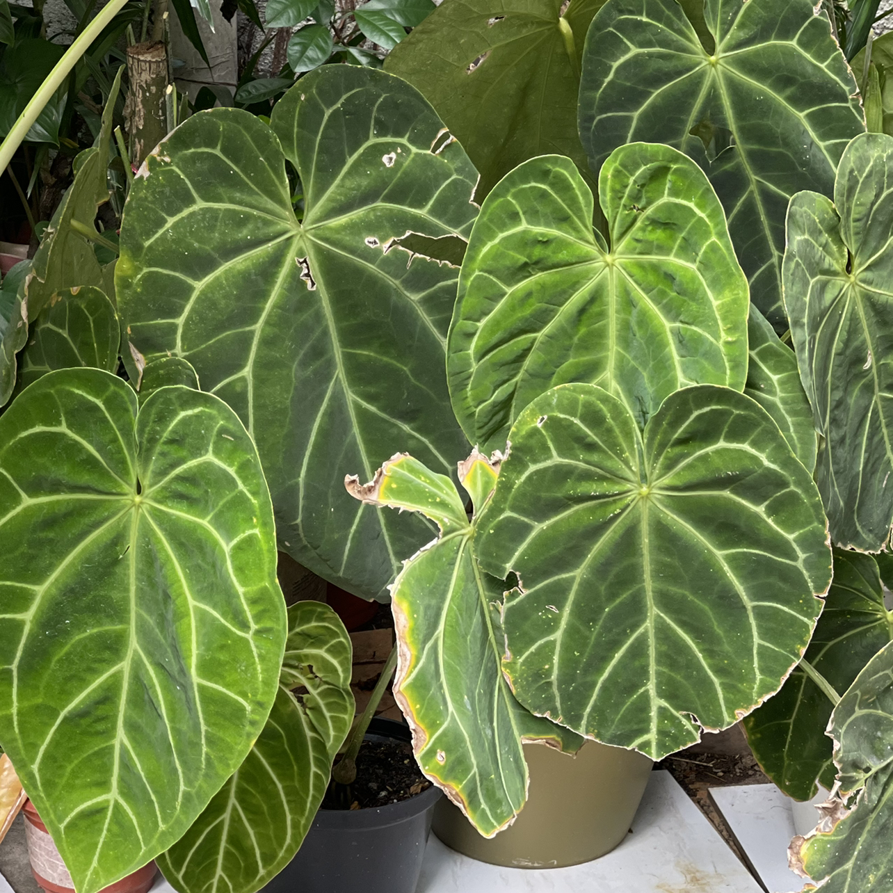 Anthurium magnificum plant photo by @boki named Magni Outdoor on Greg, the plant care app.