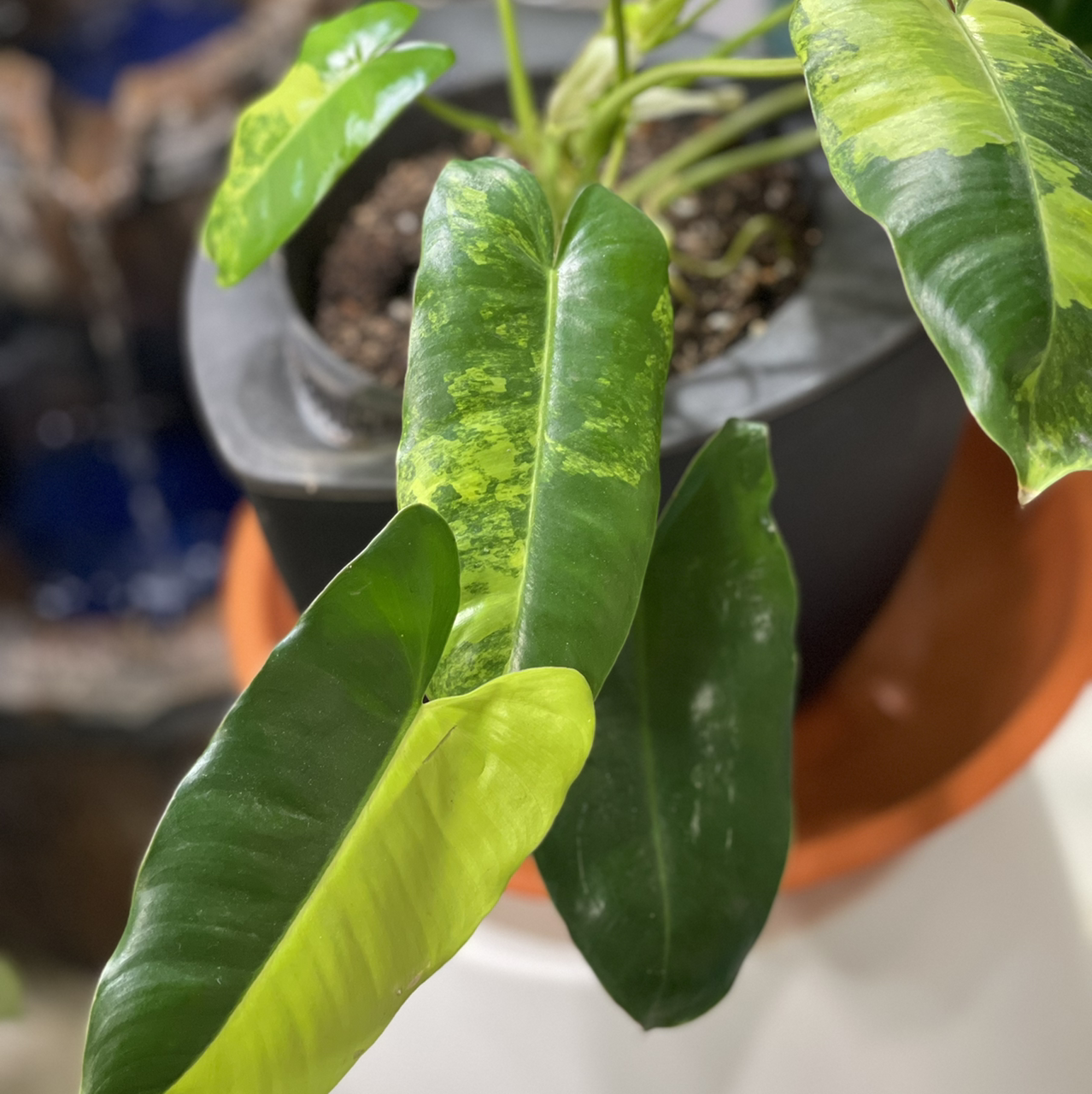 Burle Marx Variegata plant photo by @boki named PBMvar on Greg, the plant care app.