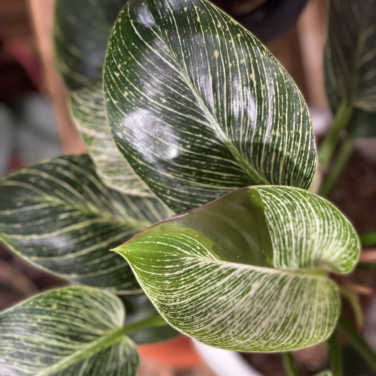 Philodendron Birkin plant photo by @boki named Birkie on Greg, the plant care app.