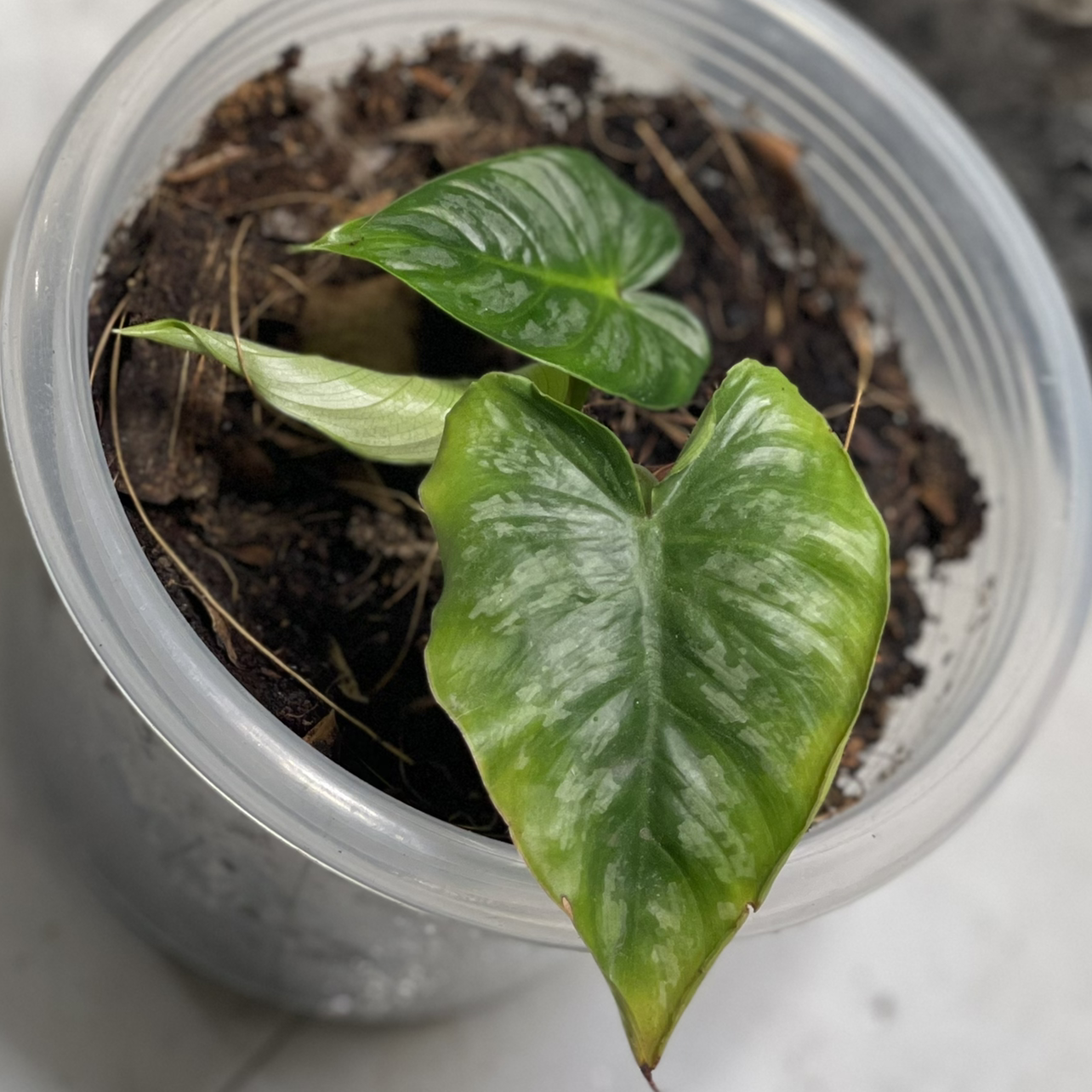 Photo of the plant species Philodendron mamei by @boki named Mom on Greg, the plant care app