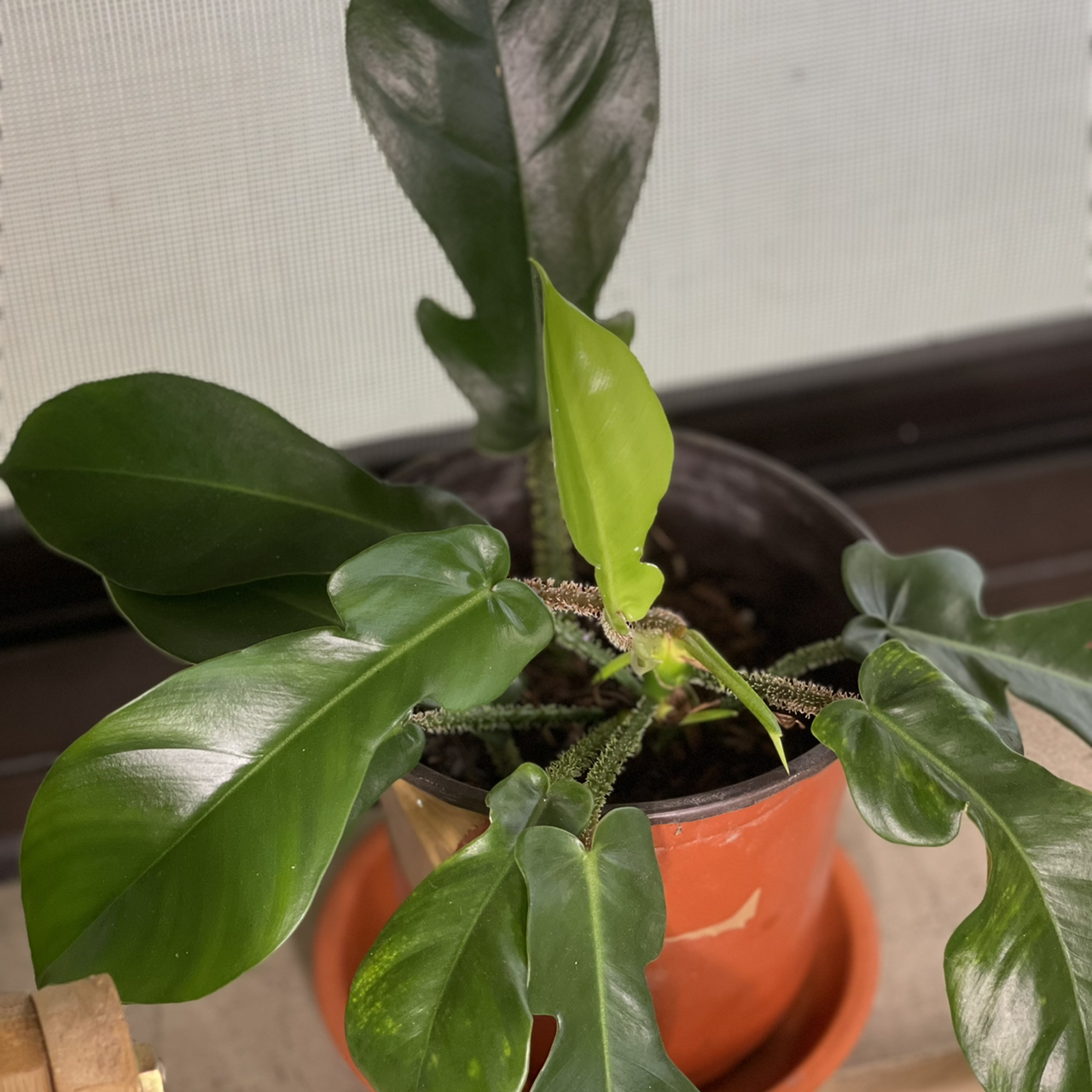 Potted Hairy Philodendron with glossy, dark green leaves.