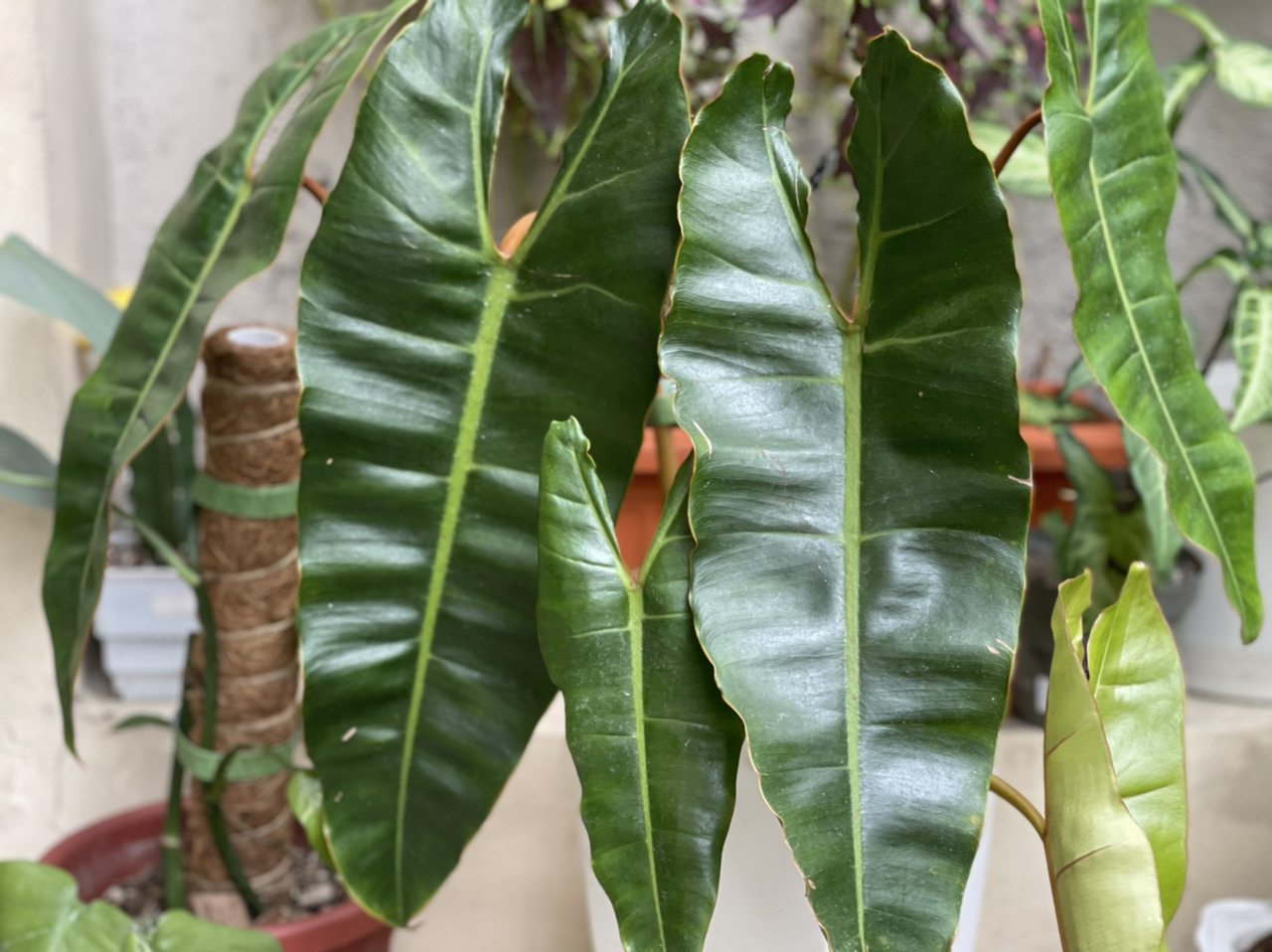 Philodendron billietiae with large, glossy green leaves, other plants in the background.