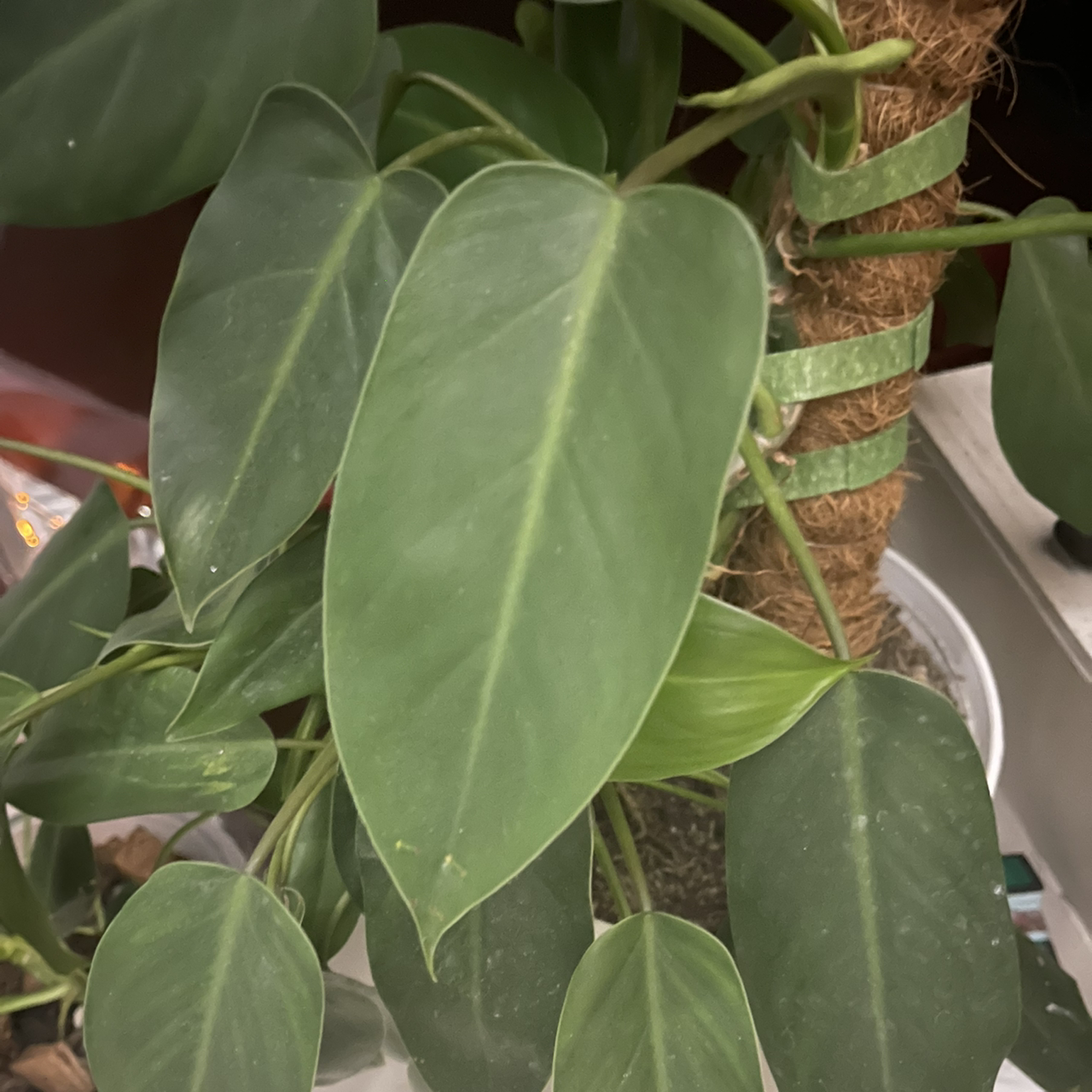 Blushing Philodendron plant photo by @boki named Pherub on Greg, the plant care app.