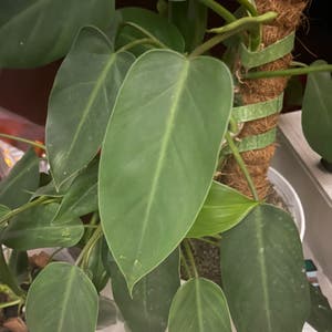 Blushing Philodendron plant photo by Boki named Pherub on Greg, the plant care app.