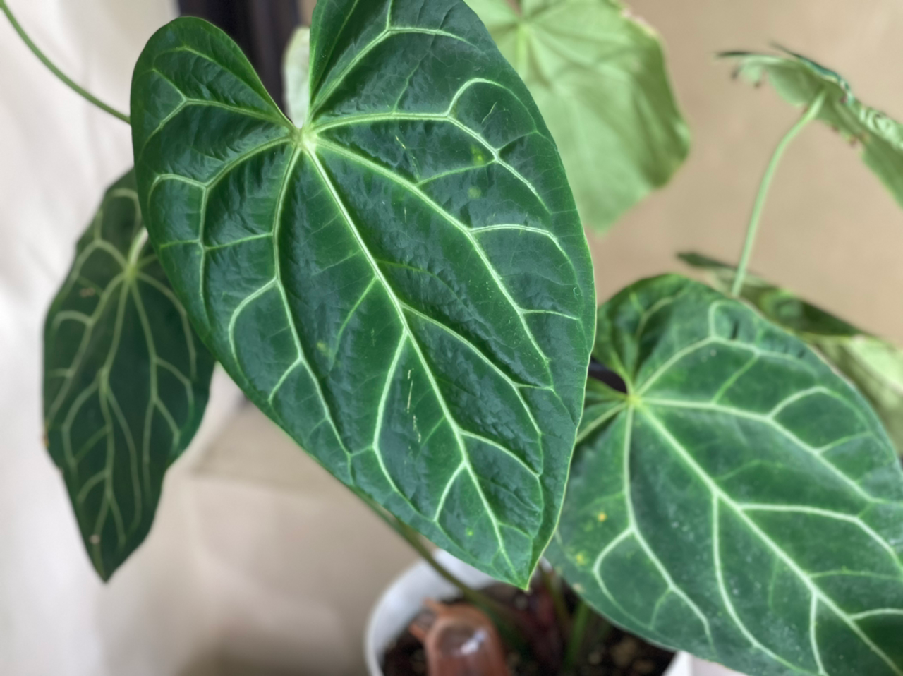💧 How Much Humidity Does My Anthurium magnificum Need?