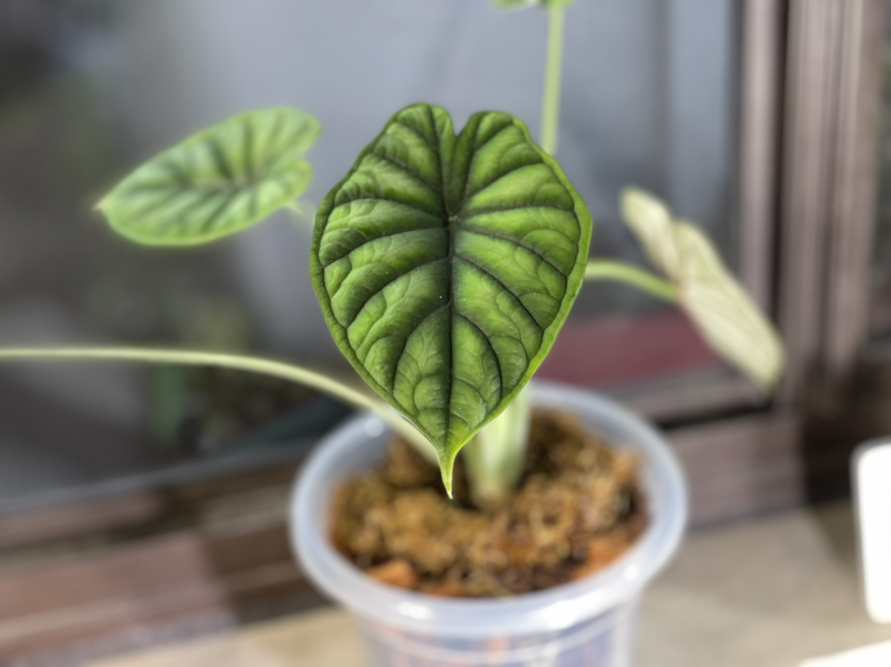 Photo of the plant species Alocasia 'Dragon Scale' by @boki named 🐣 on Greg, the plant care app