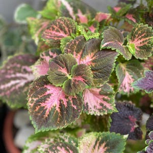 Coleus plant photo by @boki named Mayana 2 on Greg, the plant care app.