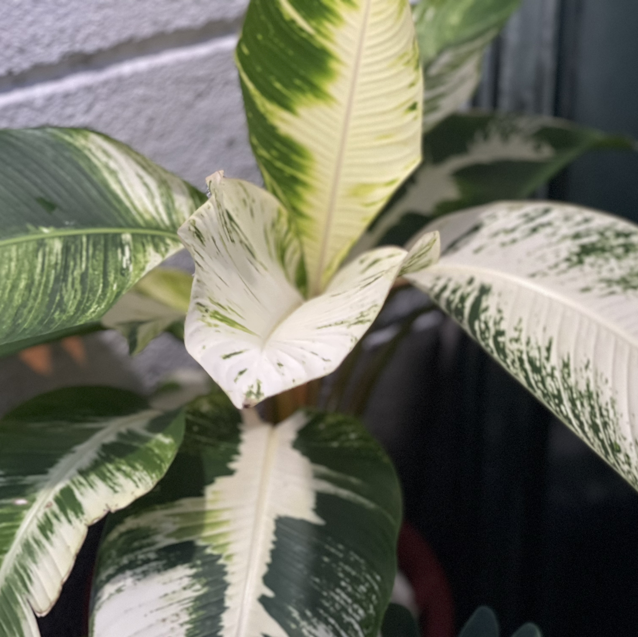 Photo of the plant species ? by @boki named Ba.Na.Na. 2 on Greg, the plant care app