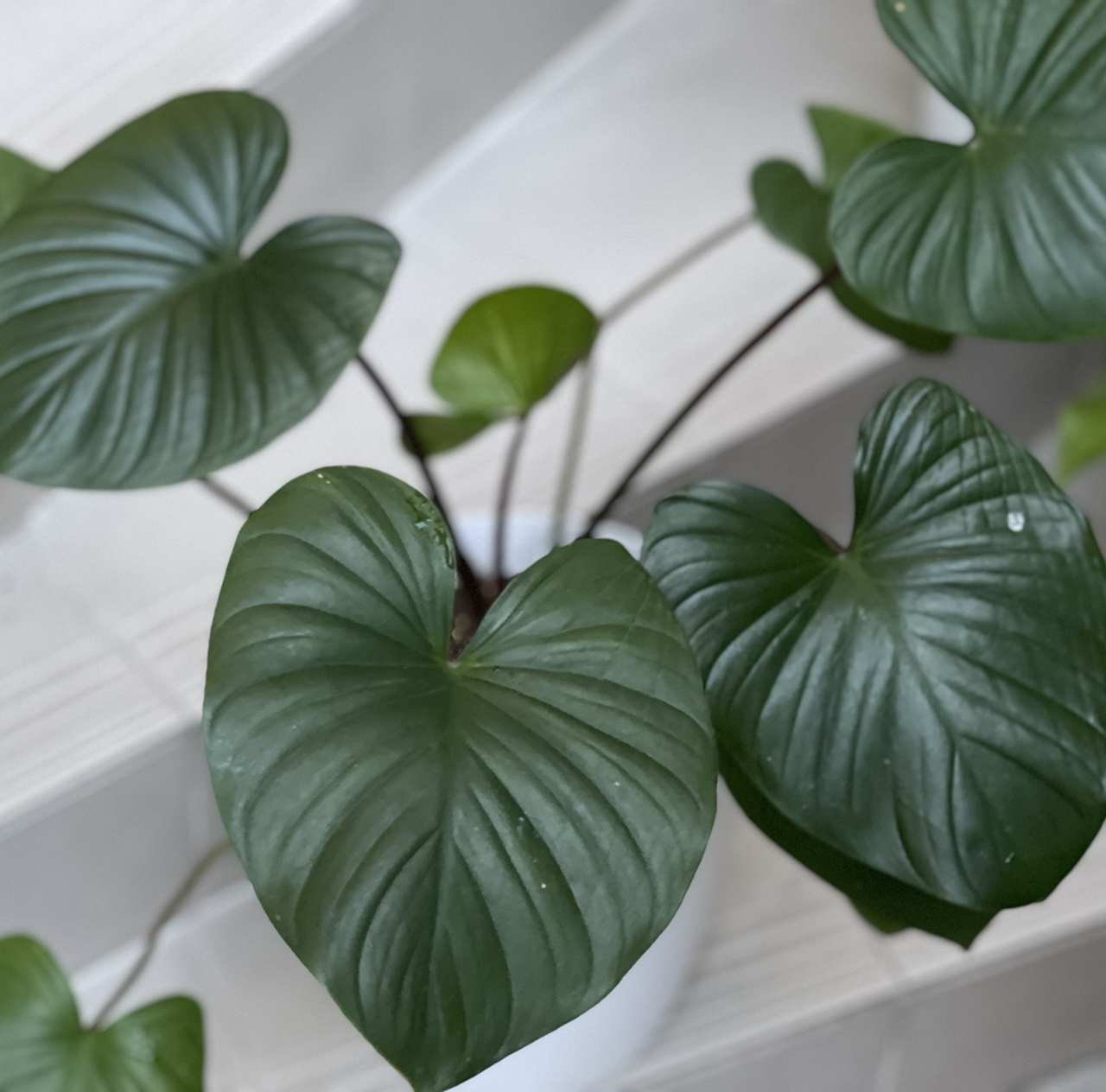 Homalomena Maggy plant with large, glossy, heart-shaped leaves.