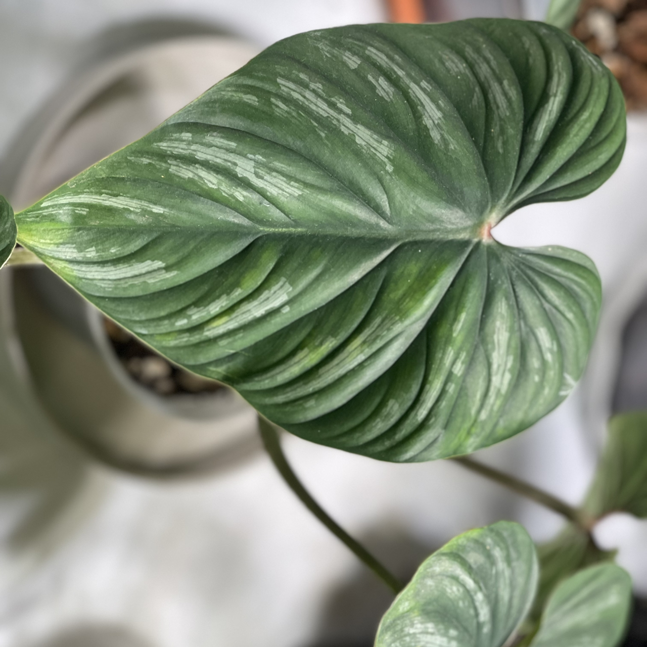 Philodendron plowmanii with healthy green leaves and visible veins.
