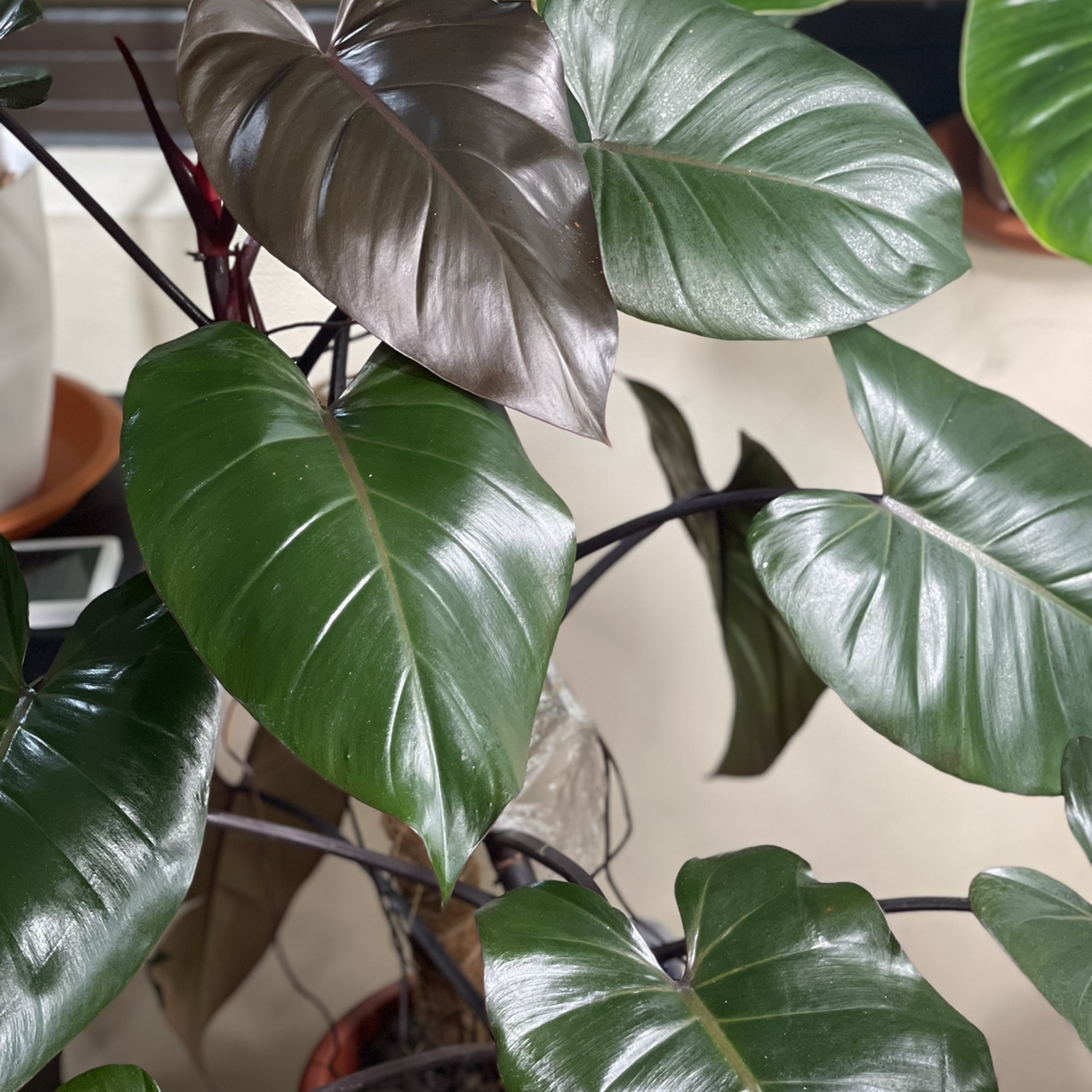 Personalized Royal Queen Philodendron Care Water Light Nutrients Greg App