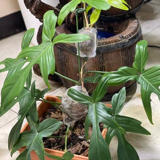 Philodendron 'Florida Ghost' plant in San Juan, Metro Manila