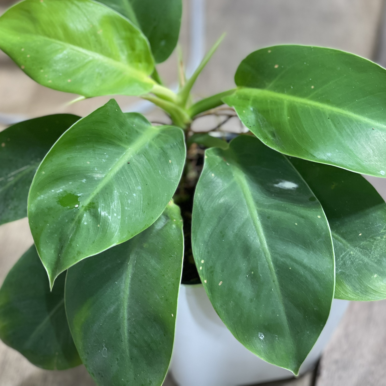 Photo of the plant species Philodendron 'Moonlight' by @boki named Moony on Greg, the plant care app