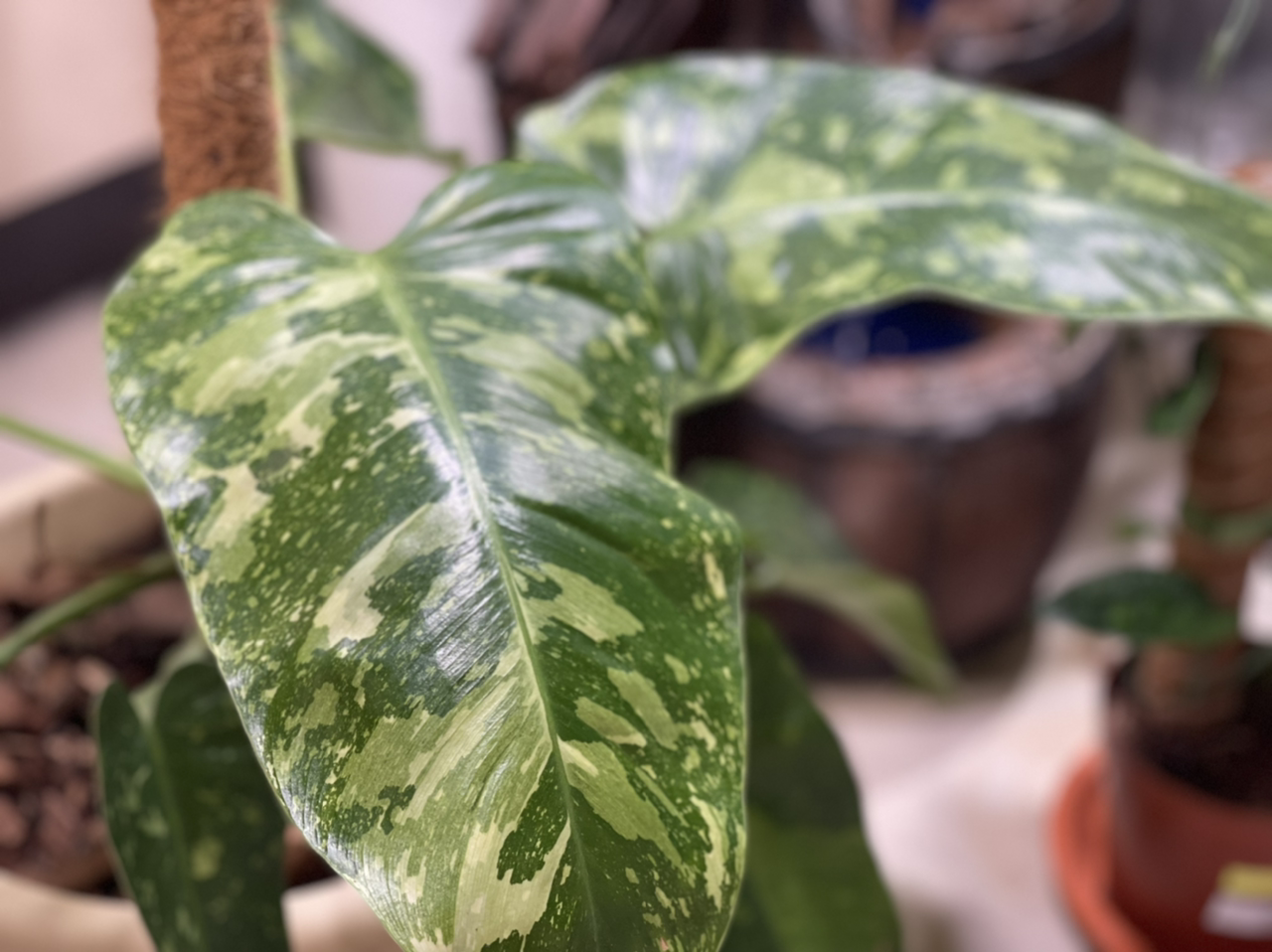 Philodendron 'Jose Buono' with variegated leaves, healthy and well-formed.