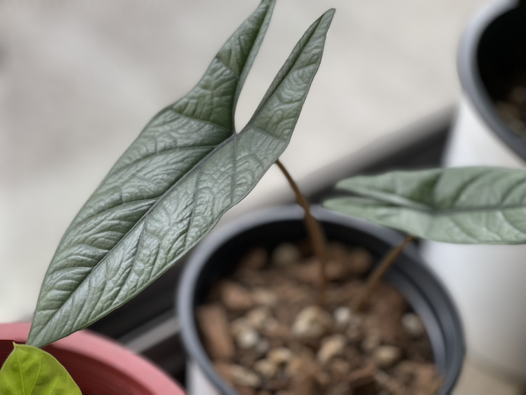 Photo of the plant species Dragon's Breath by @boki named Corazon Aquino on Greg, the plant care app