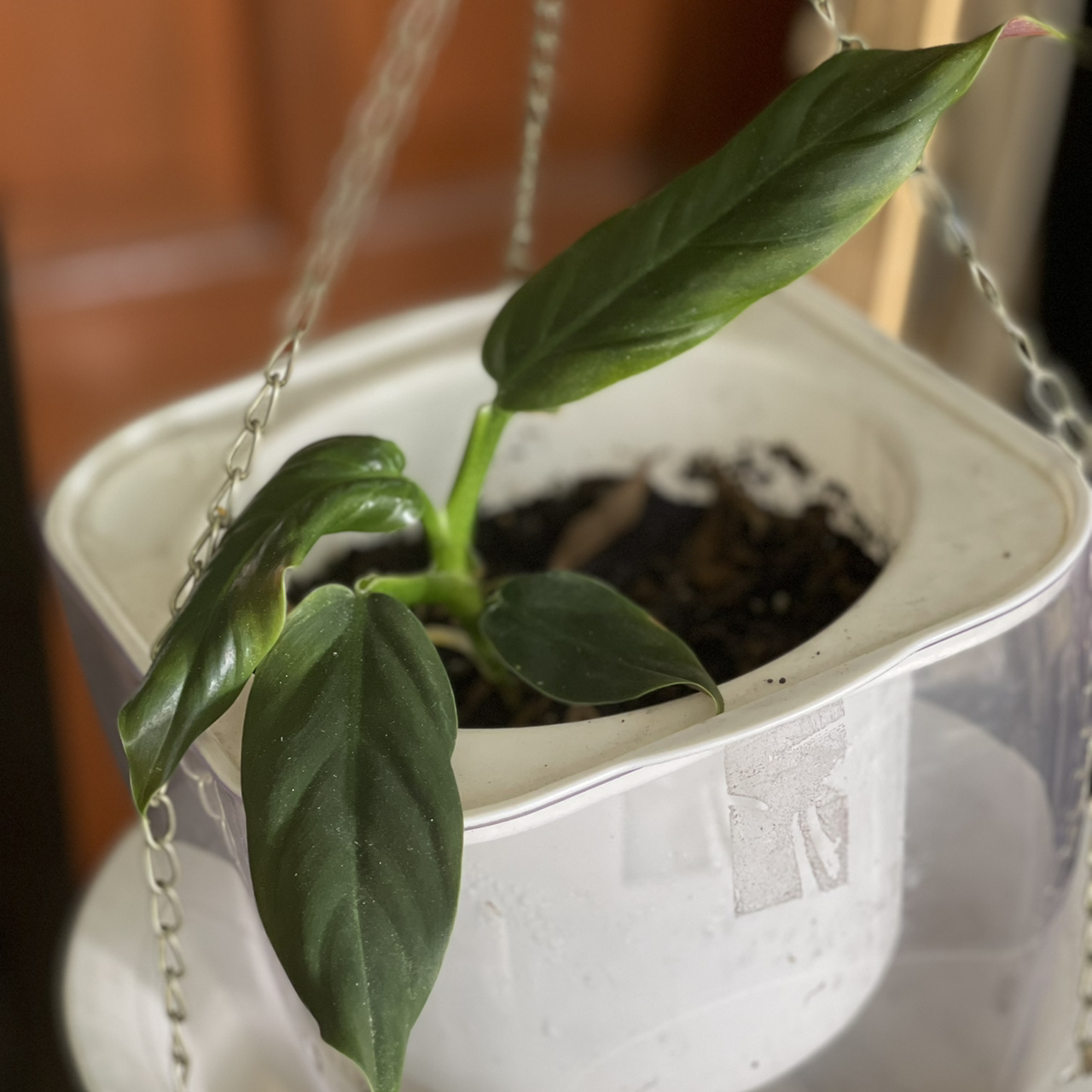 Philodendron subhastatum plant in a white hanging pot with visible soil and healthy green leaves.