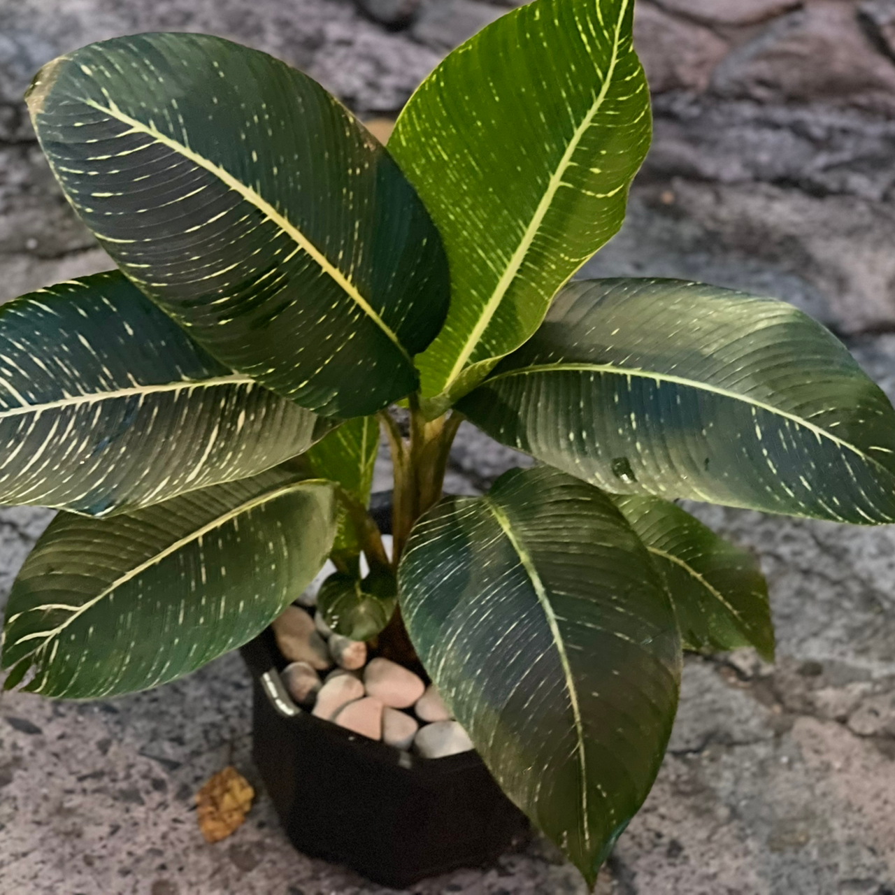 Plant care for Candy cap on Greg, the plant care app