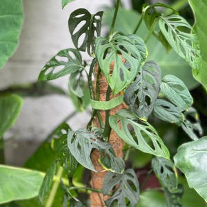 Swiss Cheese Vine plant photo by @boki named Adam on Greg, the plant care app.