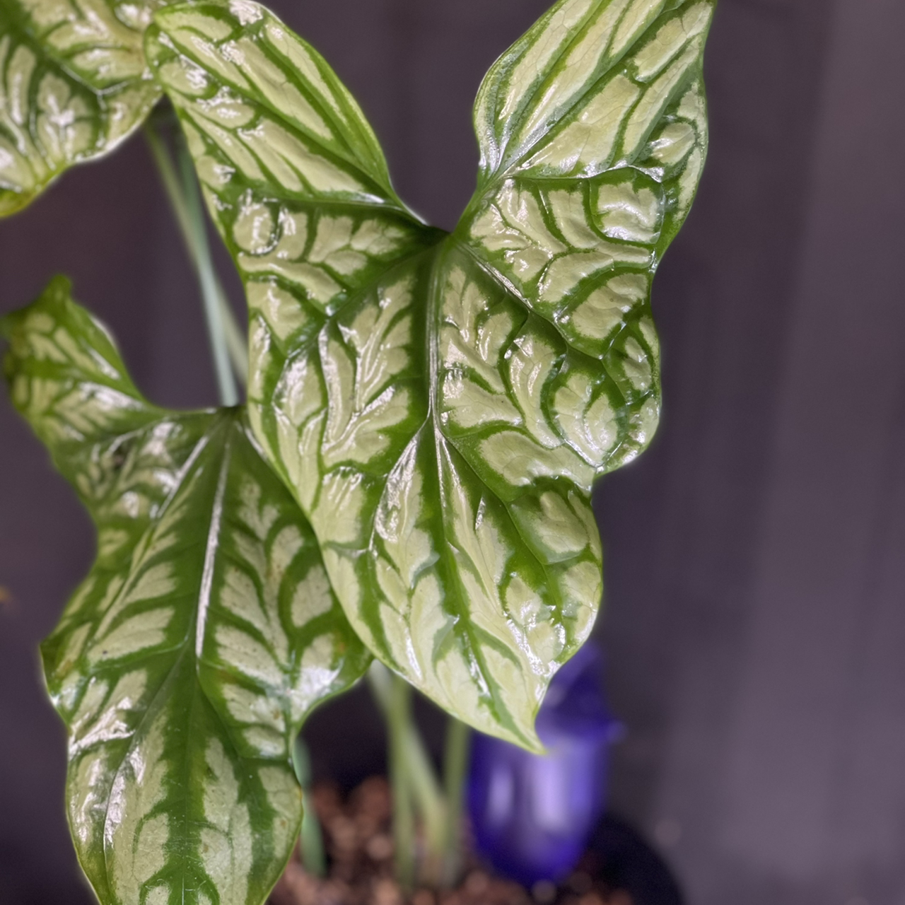 Photo of the plant species Mirabilis by @boki named Dr. Banner on Greg, the plant care app