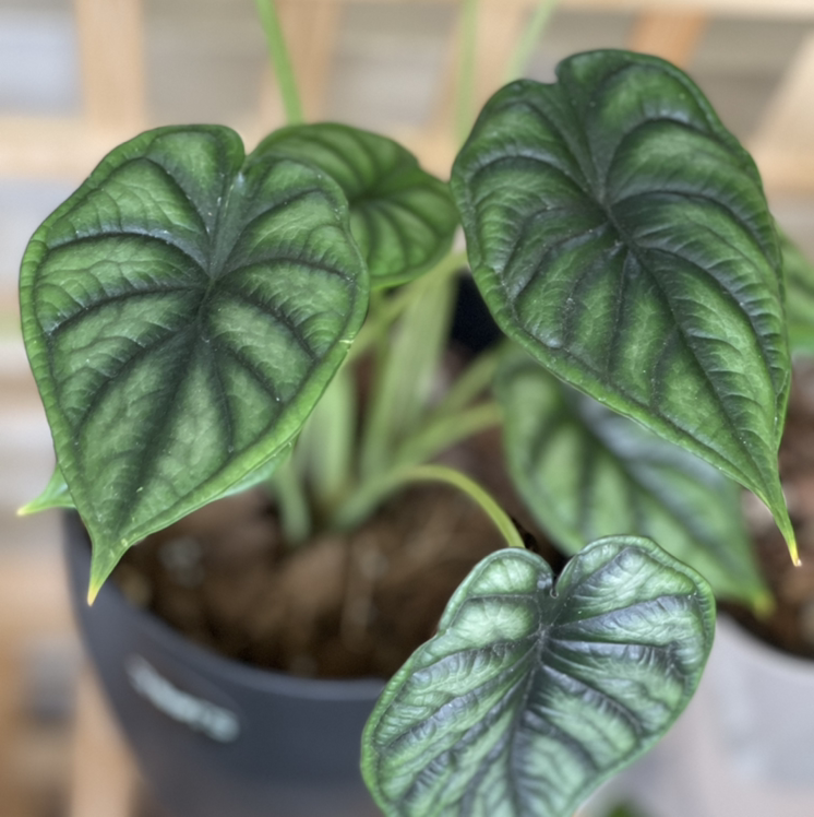 Photo of the plant species Alocasia 'Dragon Scale' by @boki named 😍 on Greg, the plant care app