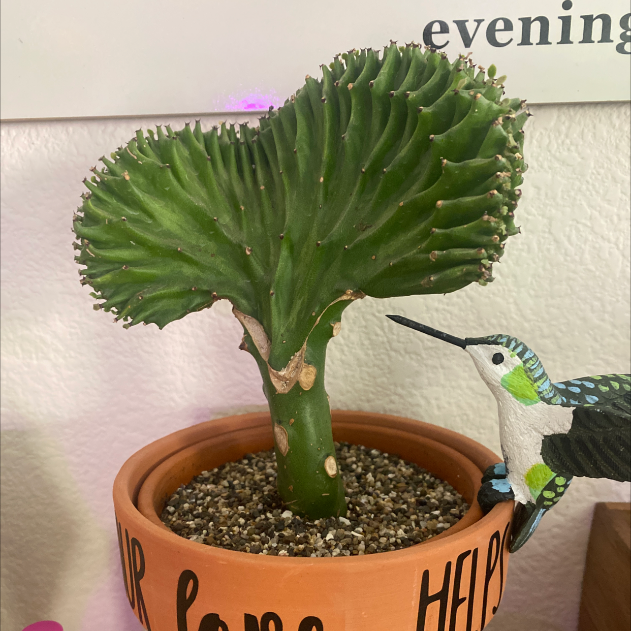 Candelabra Cactus in a pot with a decorative hummingbird, healthy and well-framed.
