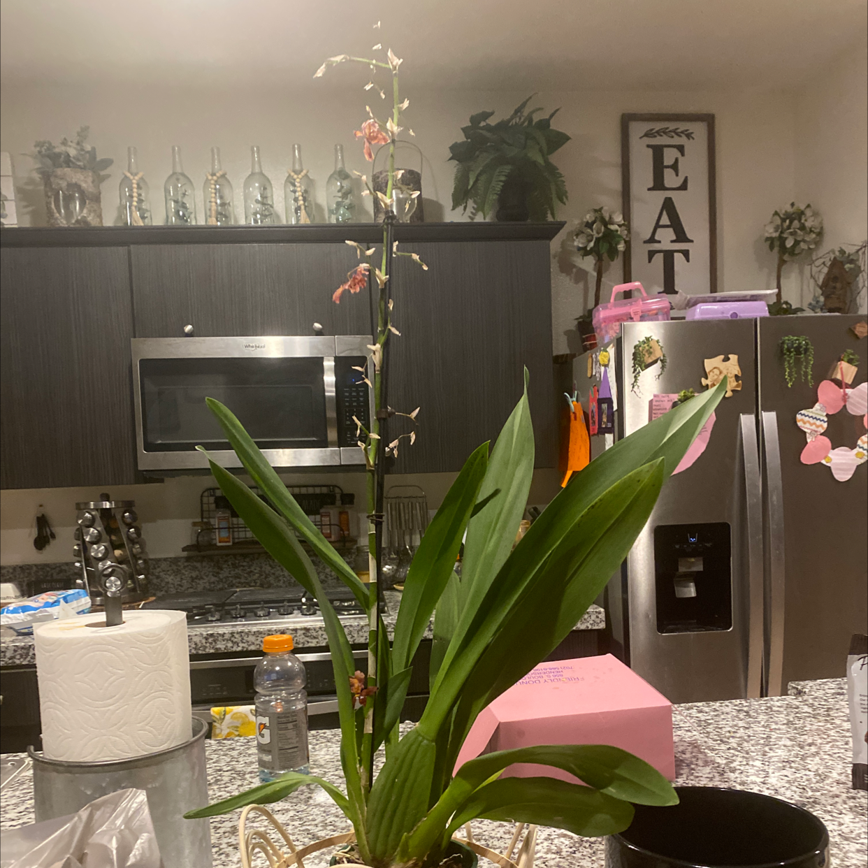 Dancing-Lady Orchid with green leaves and pink flowers in a kitchen setting.