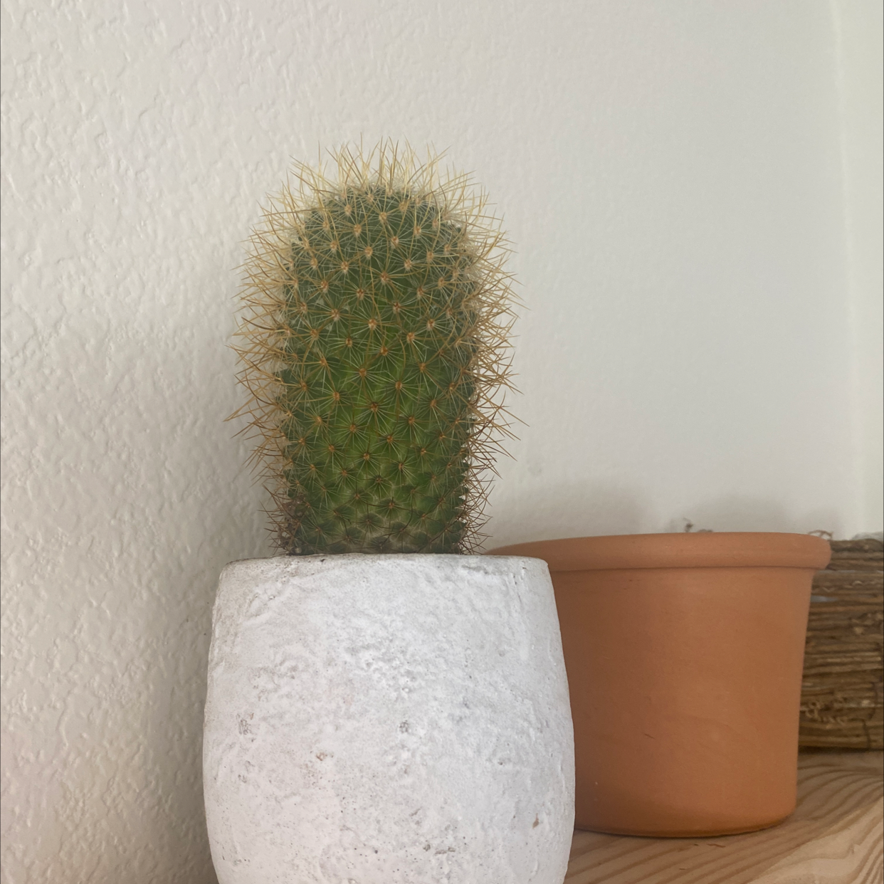 Cactus in a white pot, likely Mammillaria Haageana, with an empty terracotta pot in the background.
