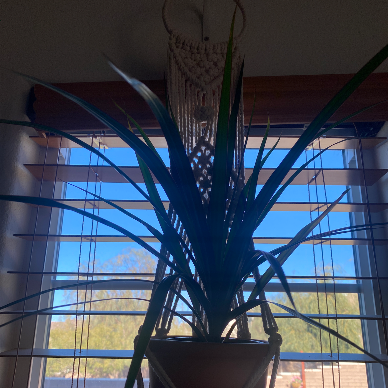 Dracaena 'Ray of Sunshine' plant in front of a window with blinds, indoors.