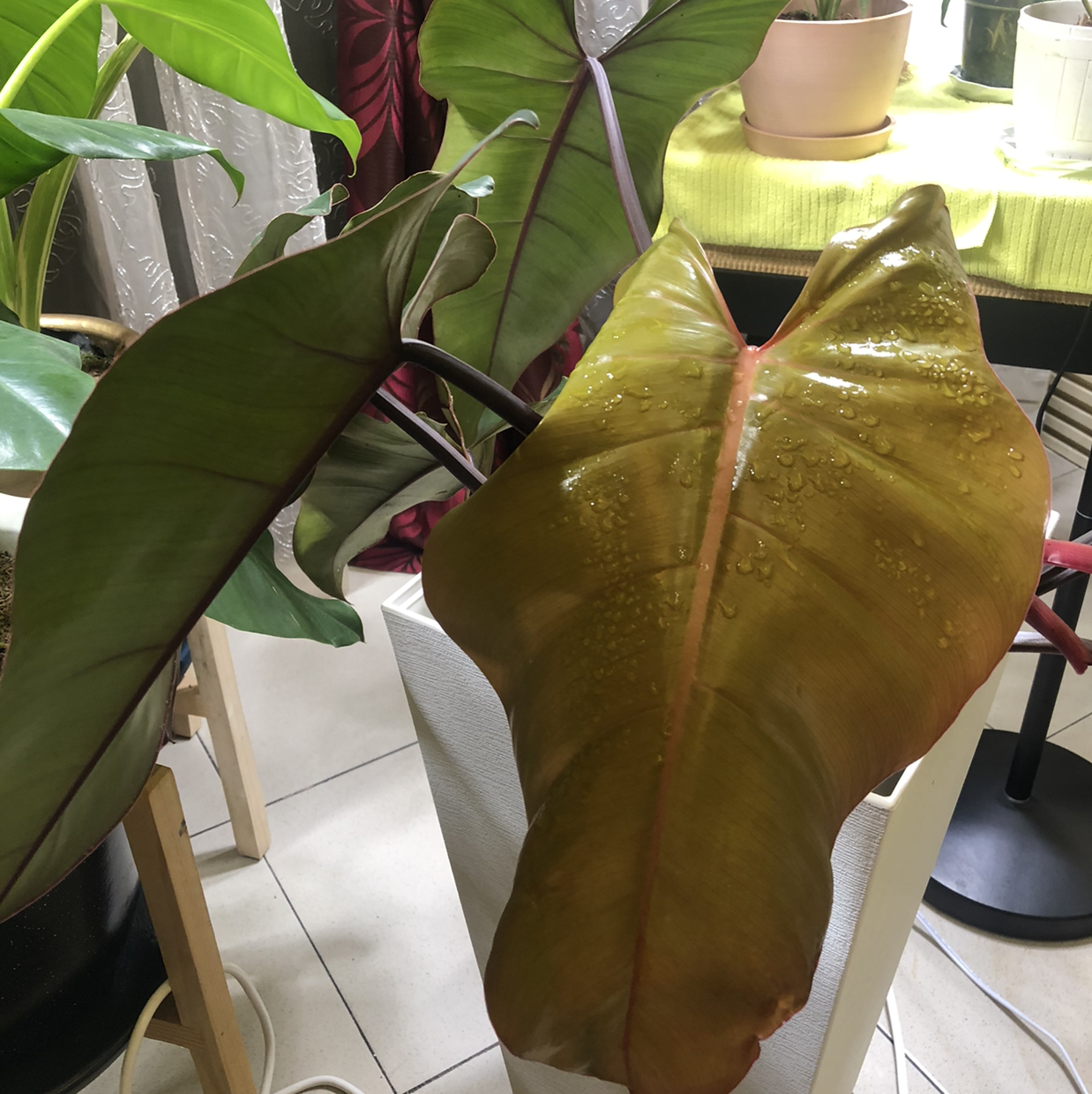 Philodendron Dark Lord plant with yellowing and browning leaves, indoors.