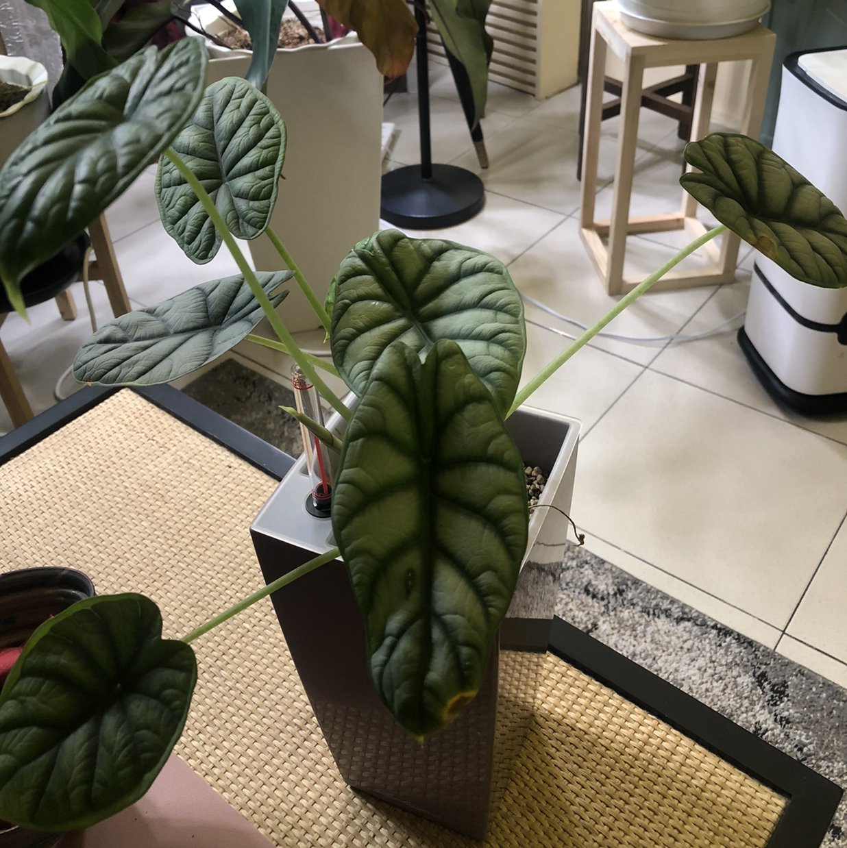 Photo of the plant species Alocasia Silver Dragon by @popsofuplb named Silvery Anne on Greg, the plant care app