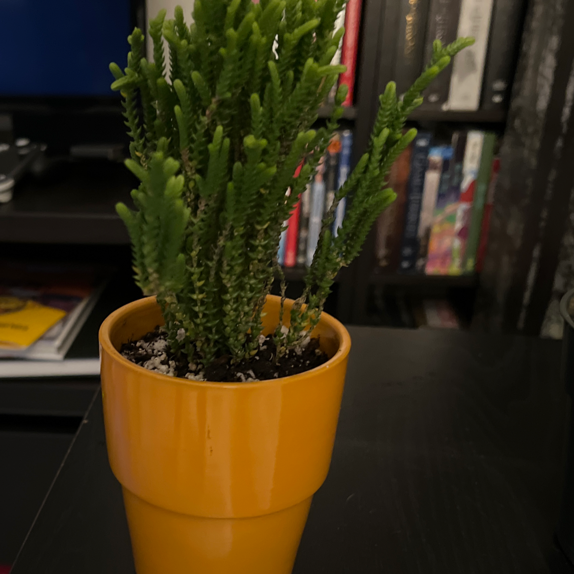 Rattail Crassula plant photo by @Leepa named Watch Chain on Greg, the plant care app.