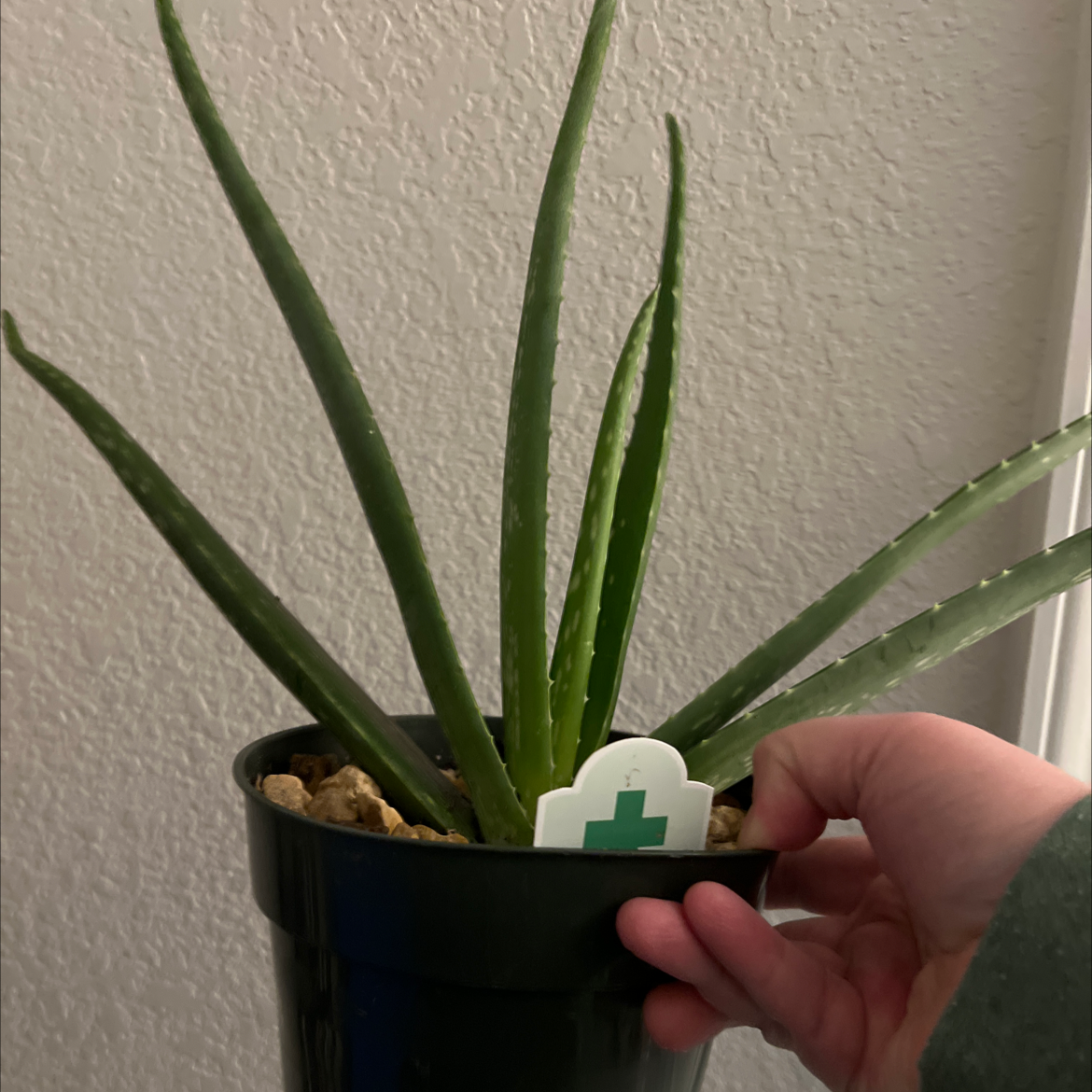 Aloe vera plant photo by @Leepa named Aloe on Greg, the plant care app.