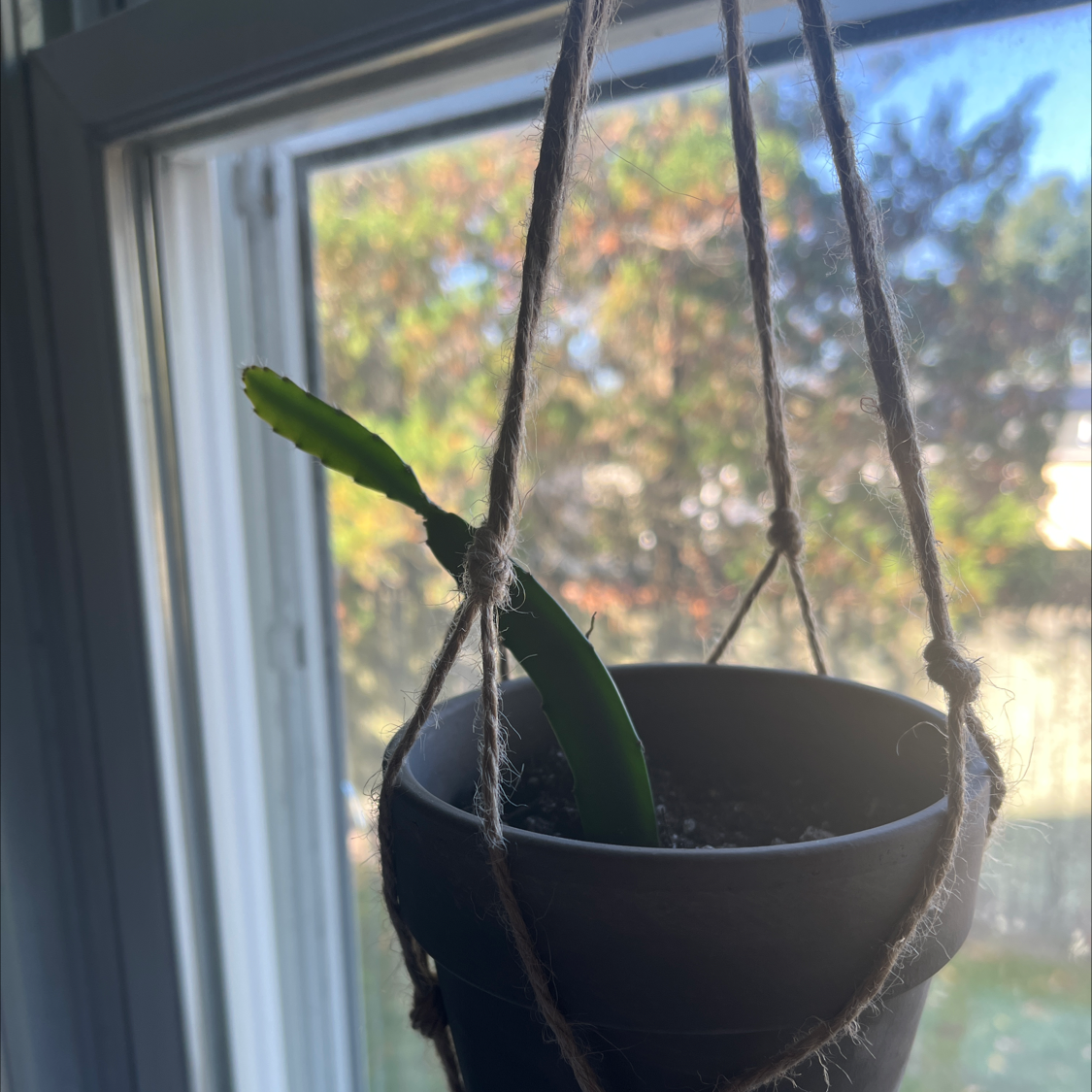 Young Red Orchid Cactus in a hanging pot near a window.