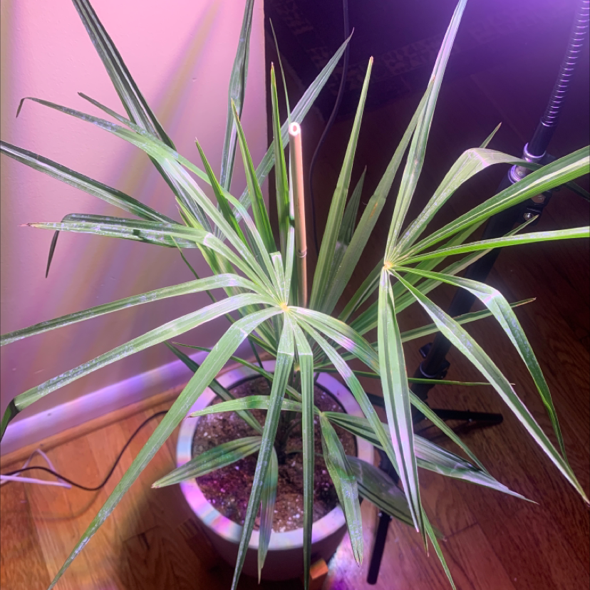 Umbrella Papyrus plant in a pot with green leaves and visible soil.