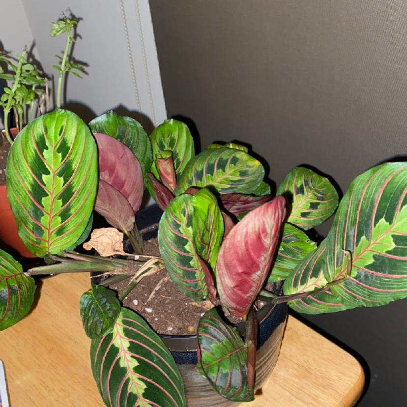 Green Prayer Plant plant photo by Molly named 🥺 on Greg, the plant care app.