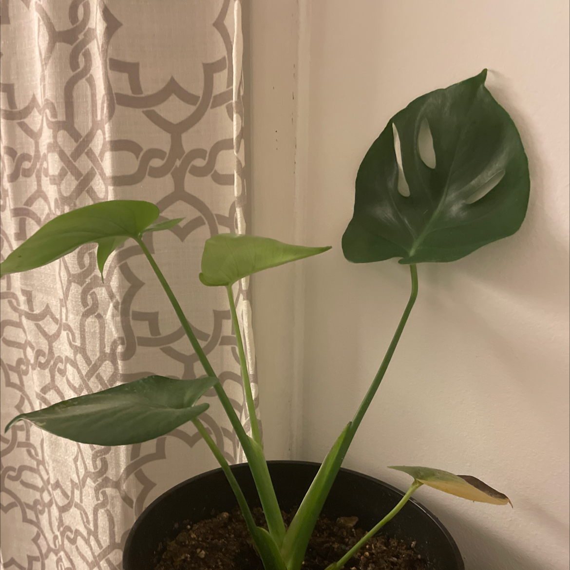 Monstera plant photo by Ariana named lavender 🍄 on Greg, the plant care app.