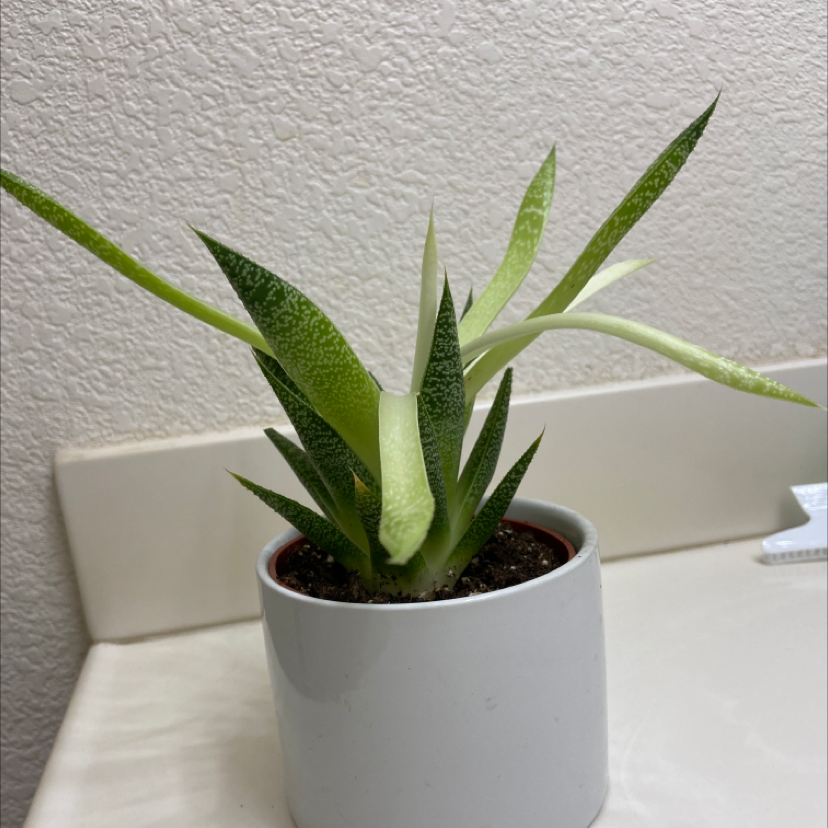 Zebra Plant plant photo by Jordyn named Hawthorn on Greg, the plant care app.